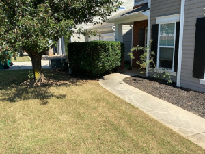 Bush trimming & yard cut