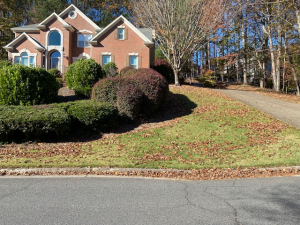 BEFORE - Leaf cleanup