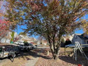 Moe Lawns of Milton, GA - Tree Trimming to Remove Hanging Branch Dangers BEFORE